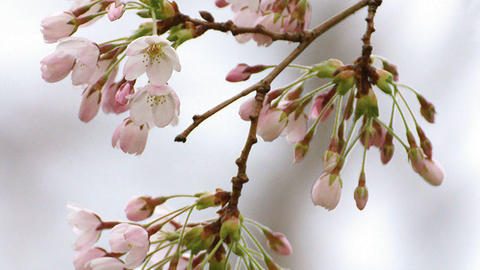Cherry Blossom