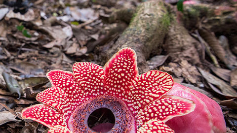 cover photo of Sapria sp. for Current Biology