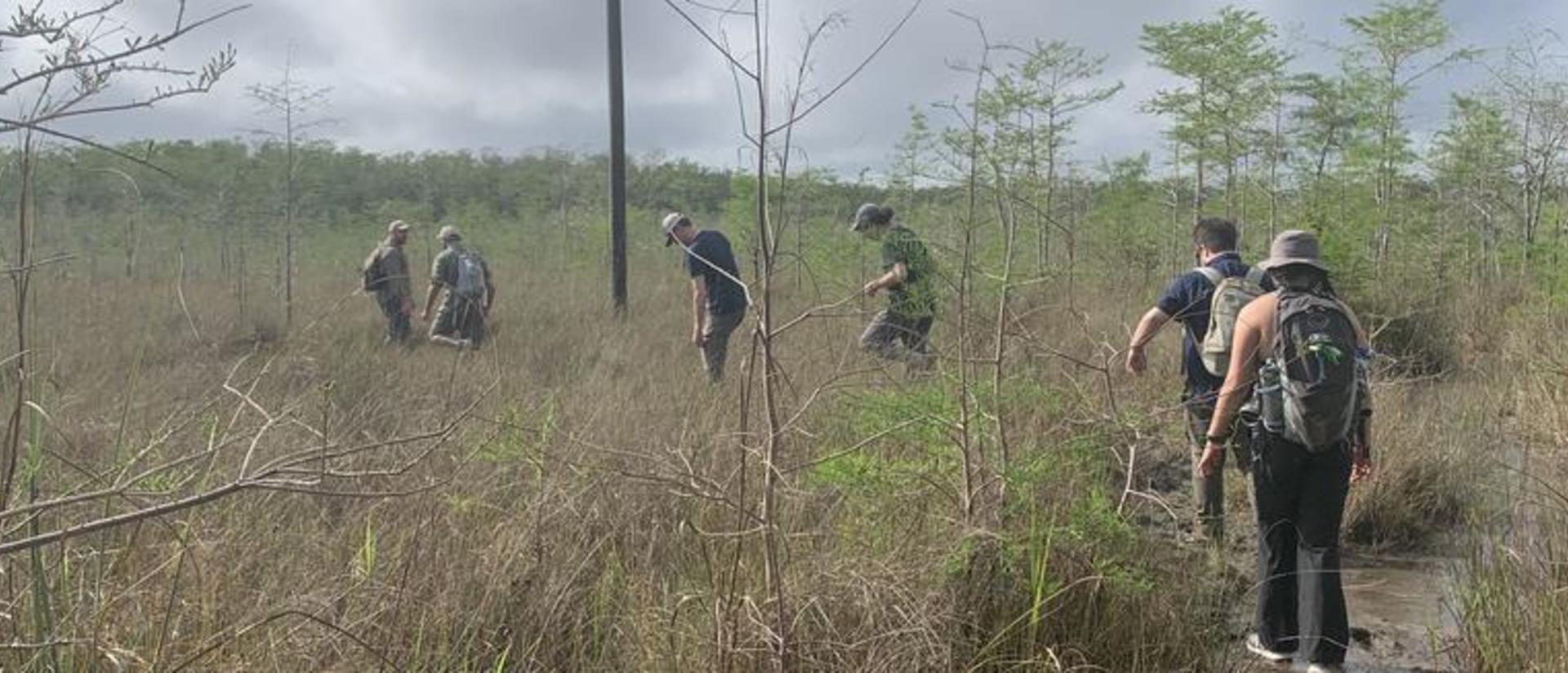 A group of researchers walk in a line through a swamp.
