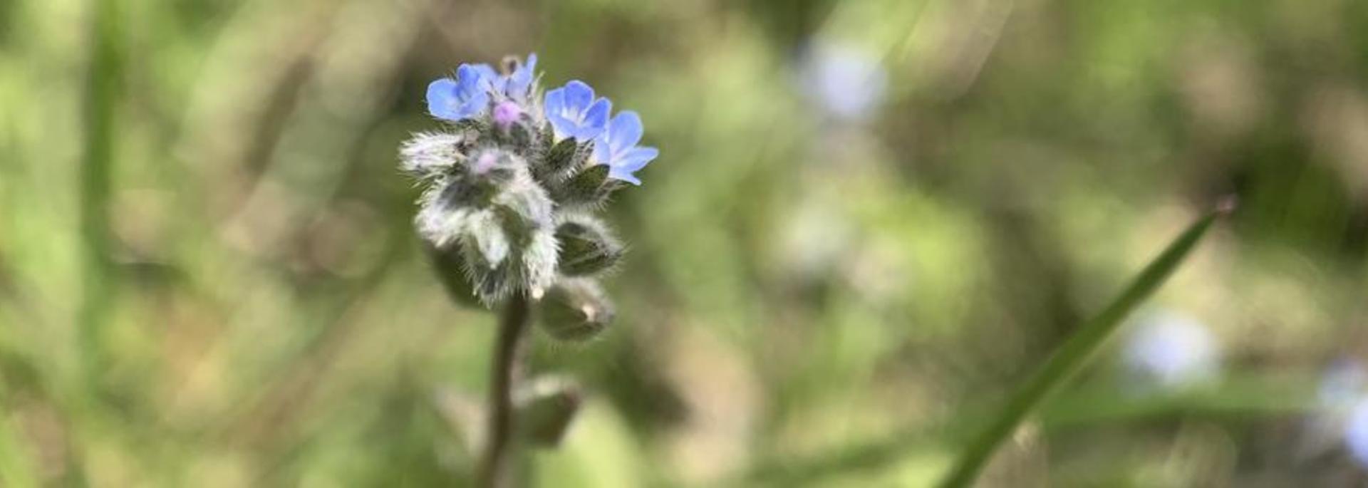 a forget-me-not flower